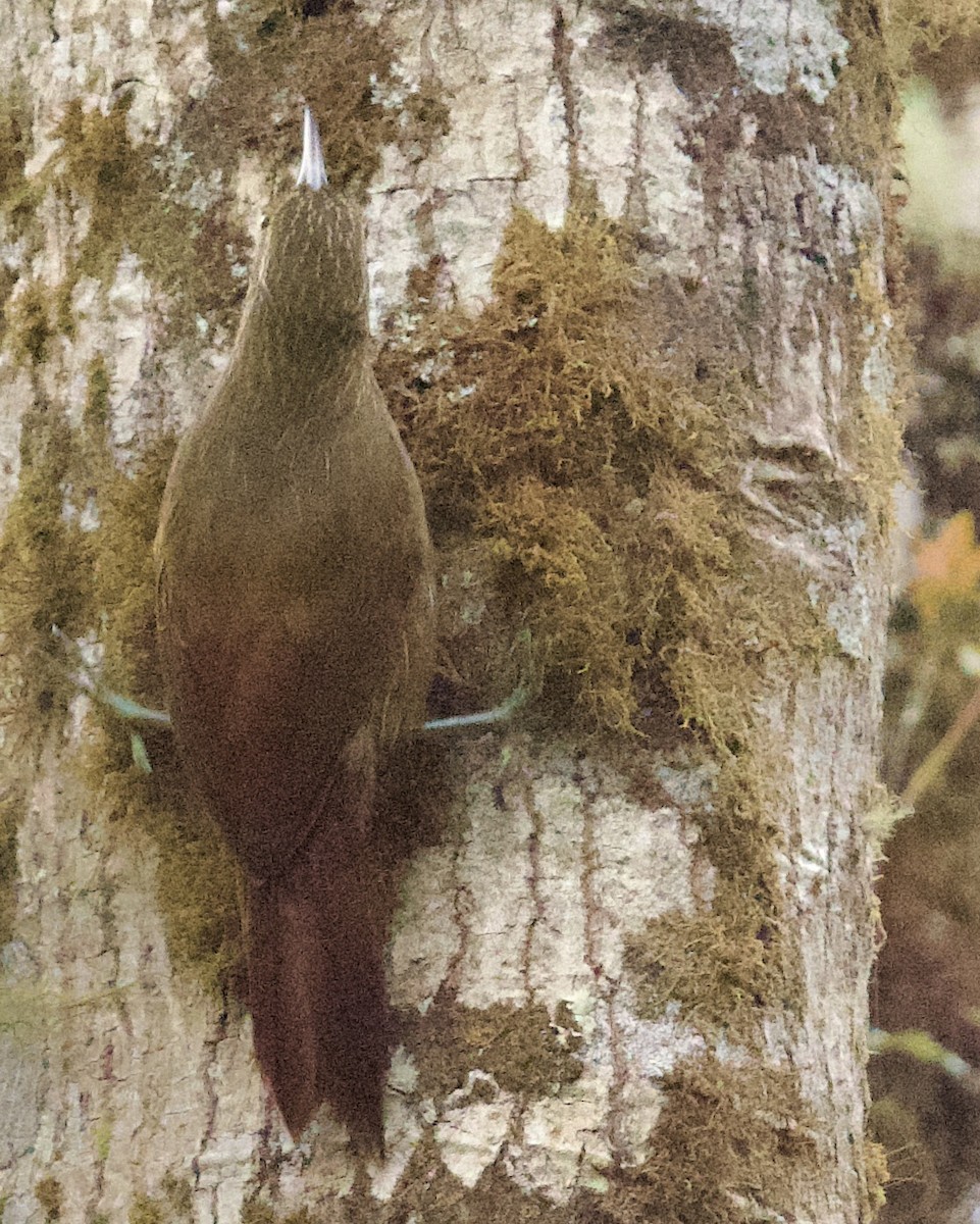 Strong-billed Woodcreeper - ML614790474