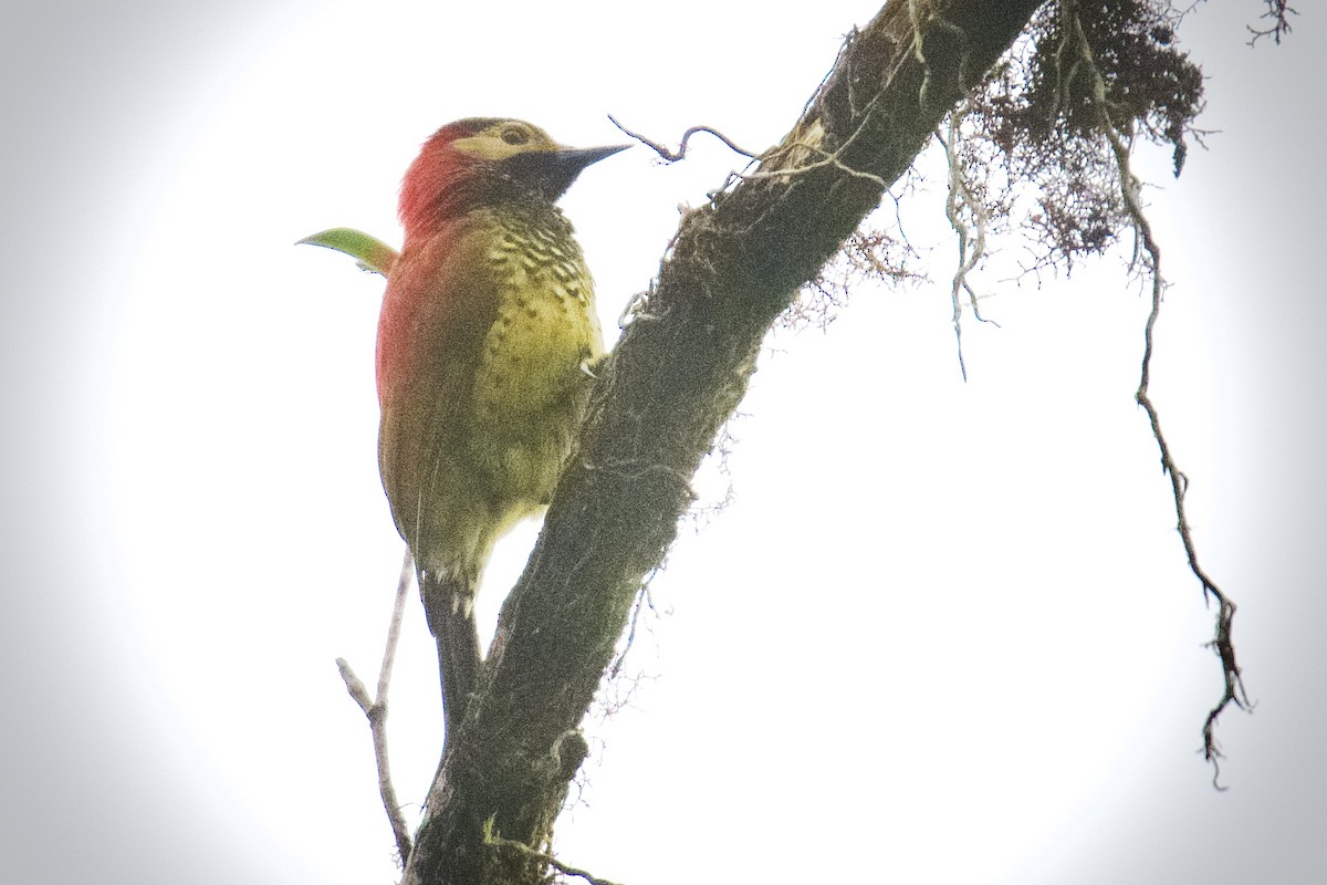 Crimson-mantled Woodpecker - ML614790687