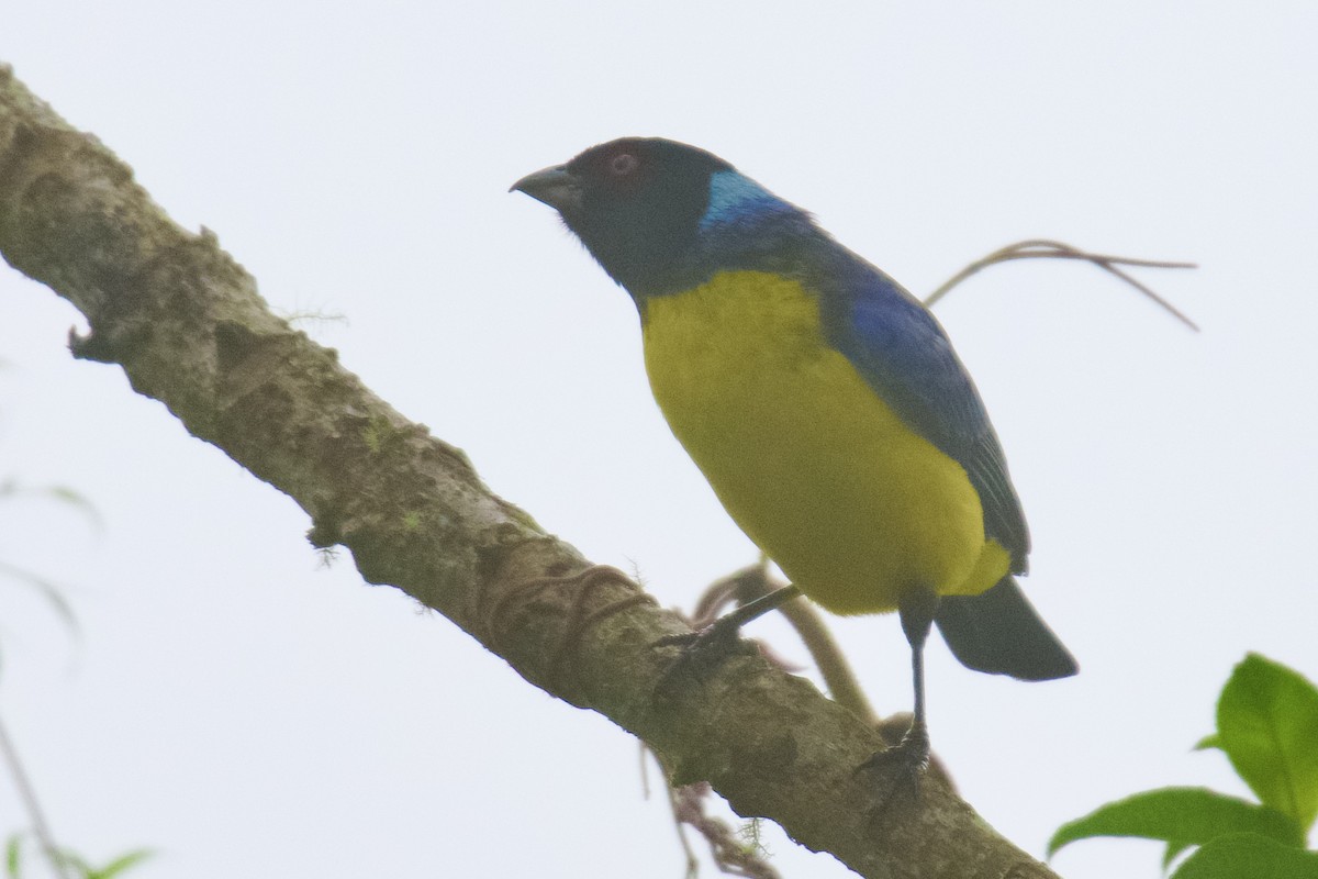 Hooded Mountain Tanager - ML614790754
