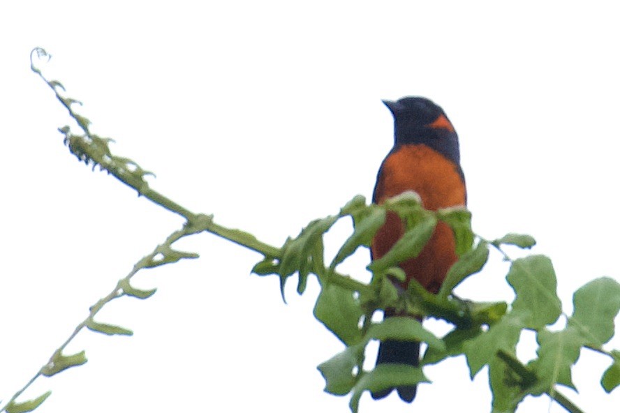 Scarlet-bellied Mountain Tanager - ML614790860