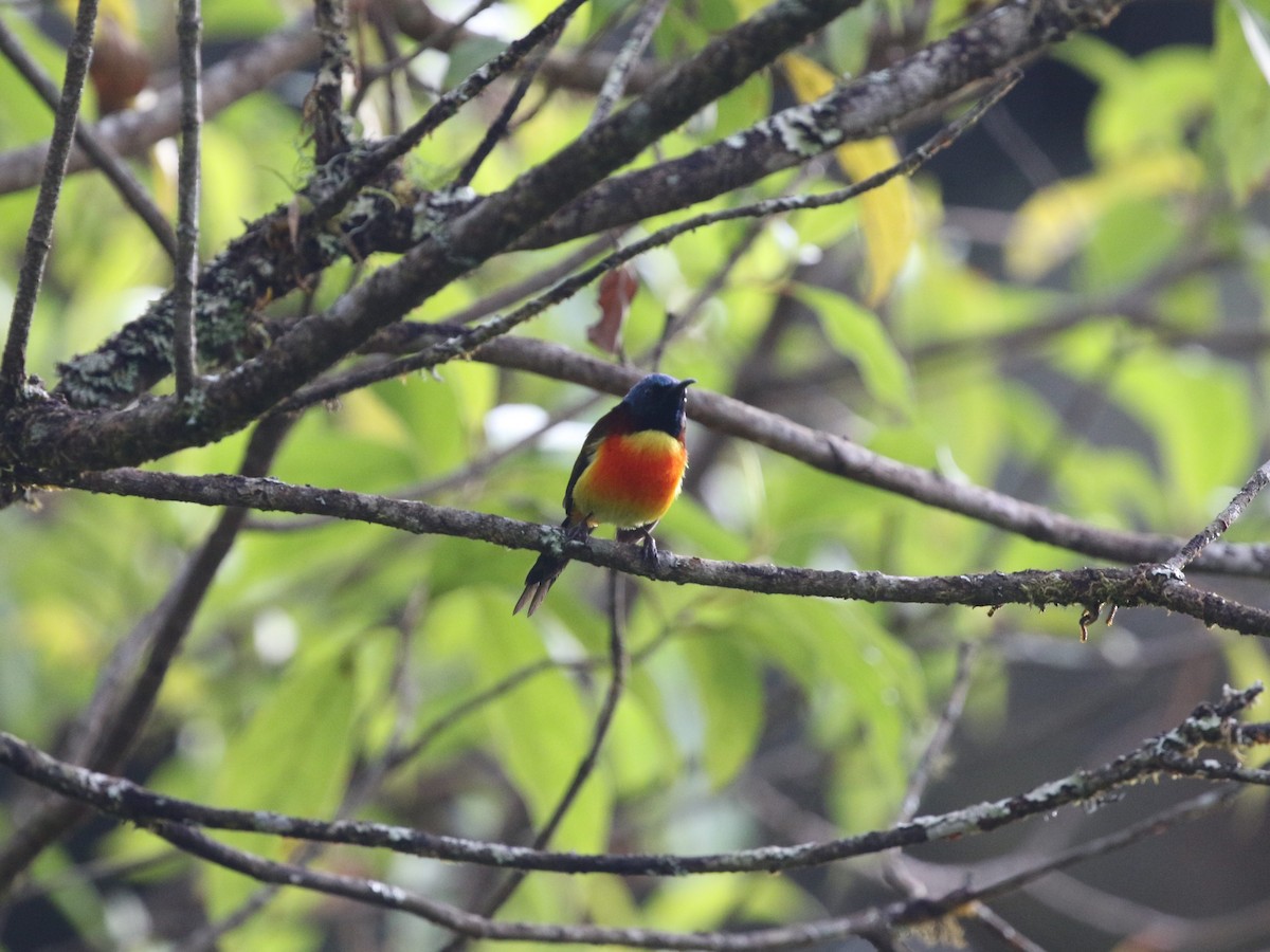 Mrs. Gould's Sunbird (Scarlet-breasted) - ML614791013