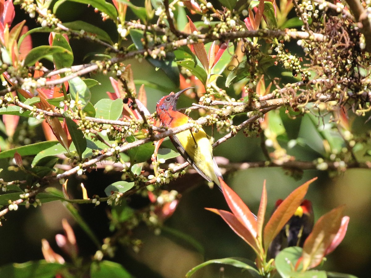 Mrs. Gould's Sunbird (Scarlet-breasted) - ML614791014