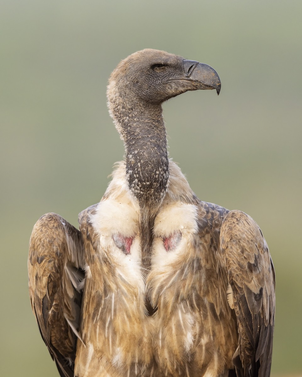 White-backed Vulture - ML614791368
