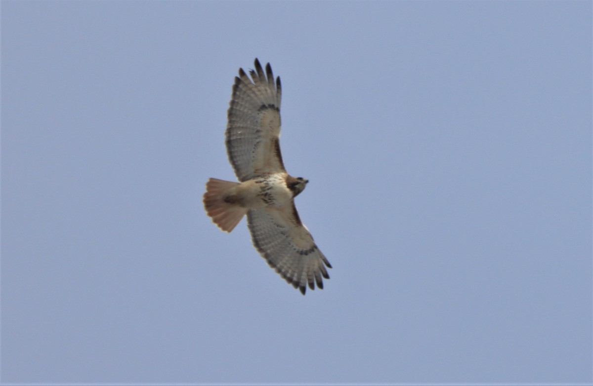 Ebird Qu Bec Checklist Feb Pn Du Mt St Bruno Species