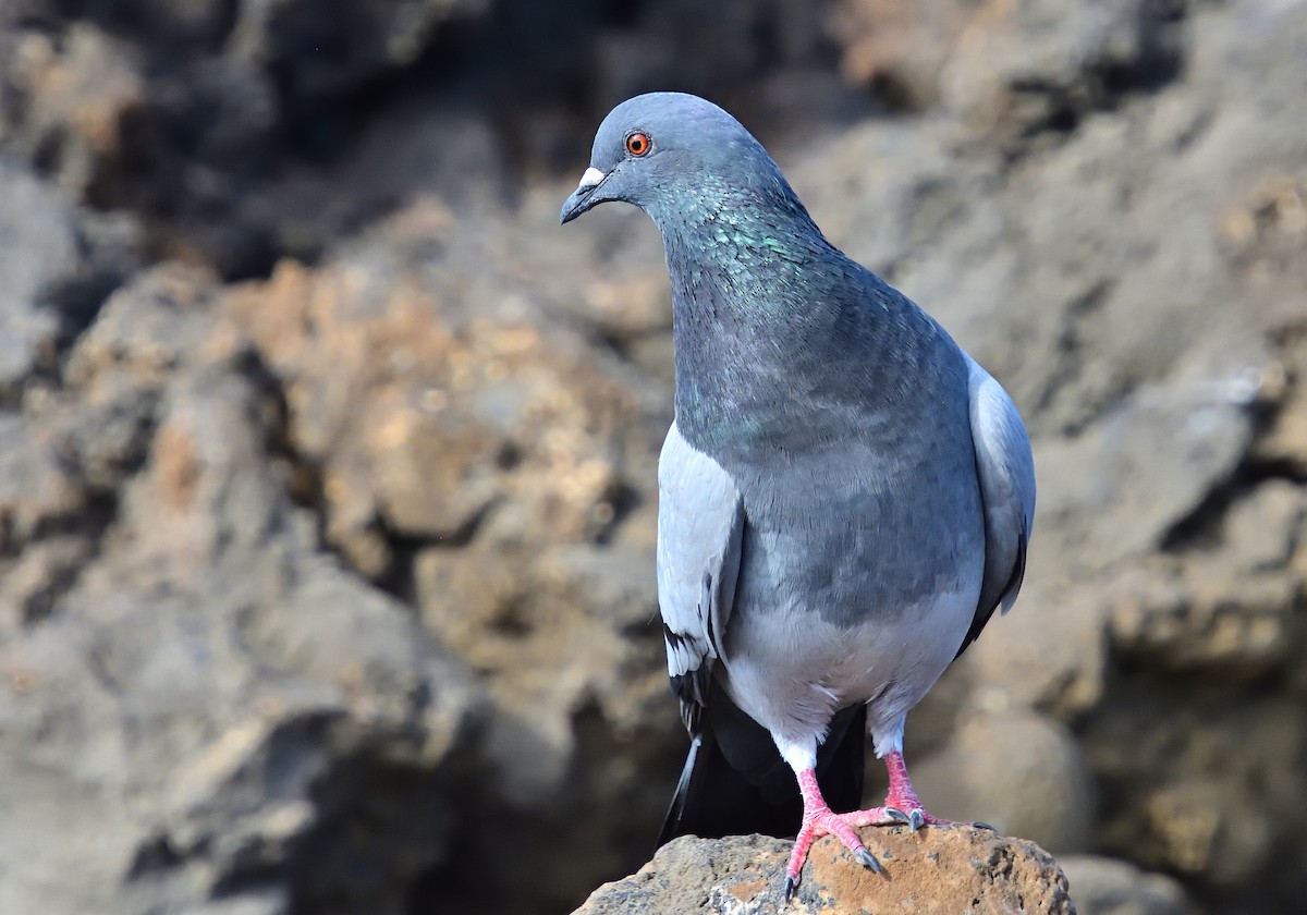 Rock Pigeon - ML614791474