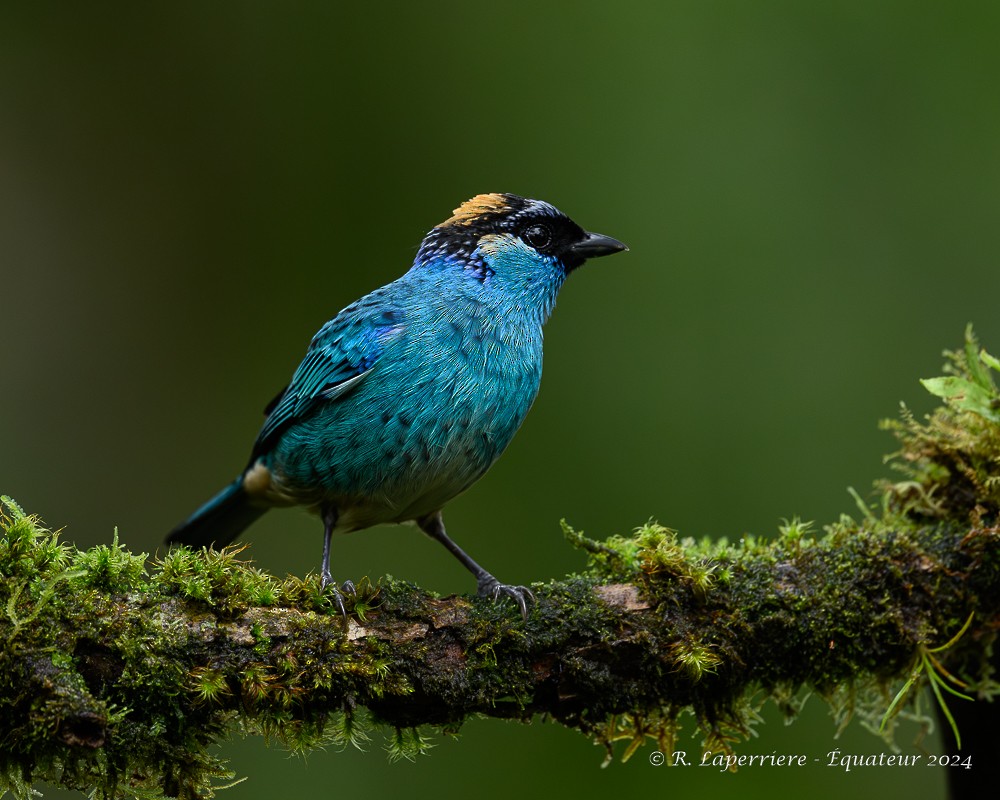 Golden-naped Tanager - ML614791537