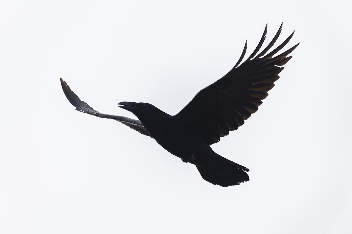 Common Raven - ML614791992