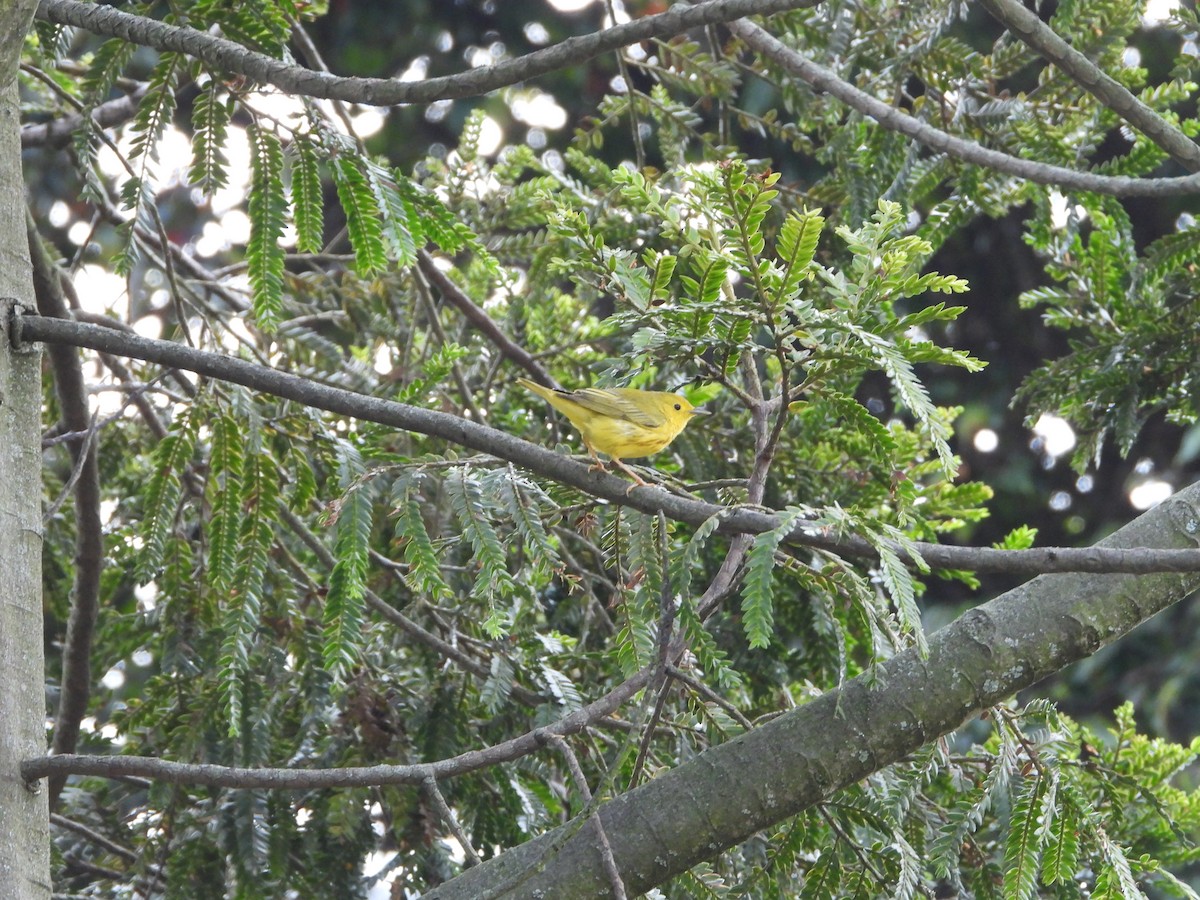 Yellow Warbler - ML614792008