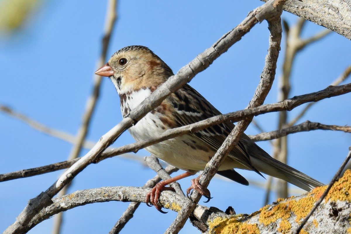 Harris's Sparrow - ML614792079