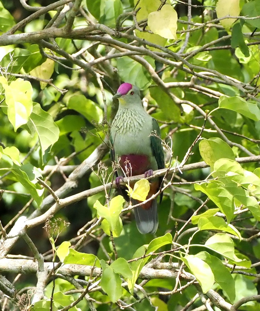 Red-bellied Fruit-Dove - ML614792212