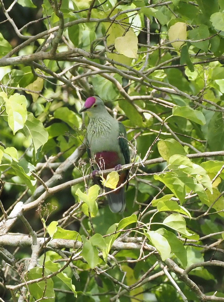 Red-bellied Fruit-Dove - ML614792217