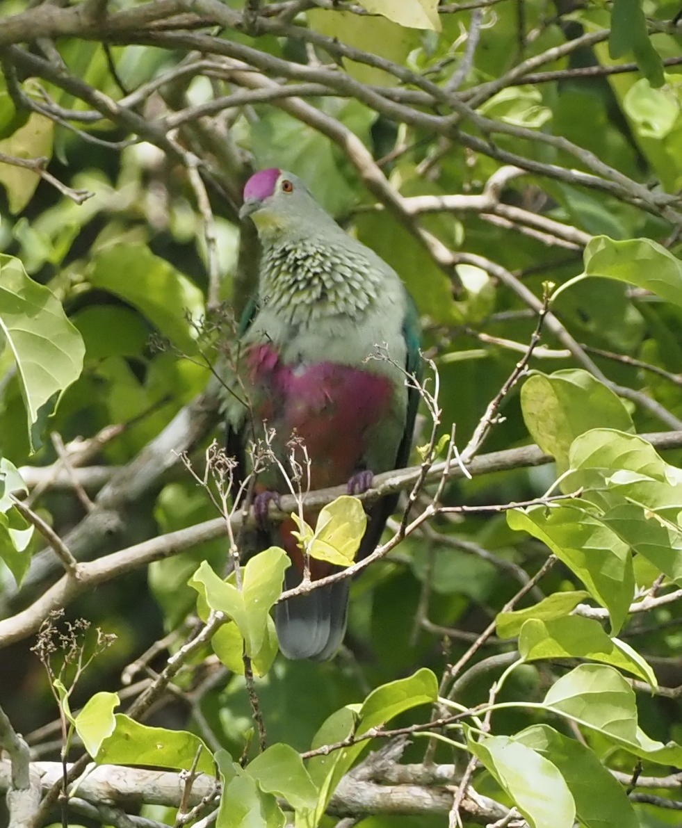 Red-bellied Fruit-Dove - ML614792220