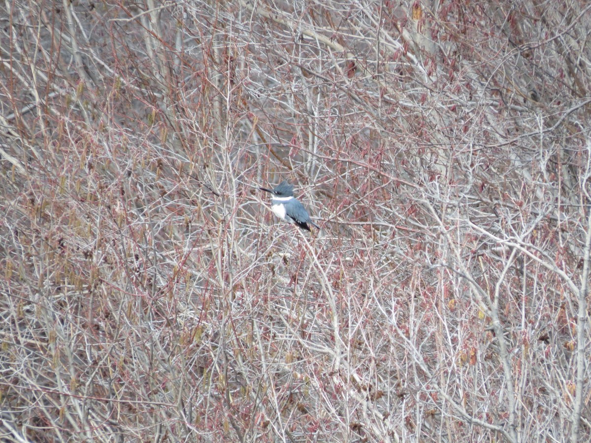 Belted Kingfisher - ML614792305