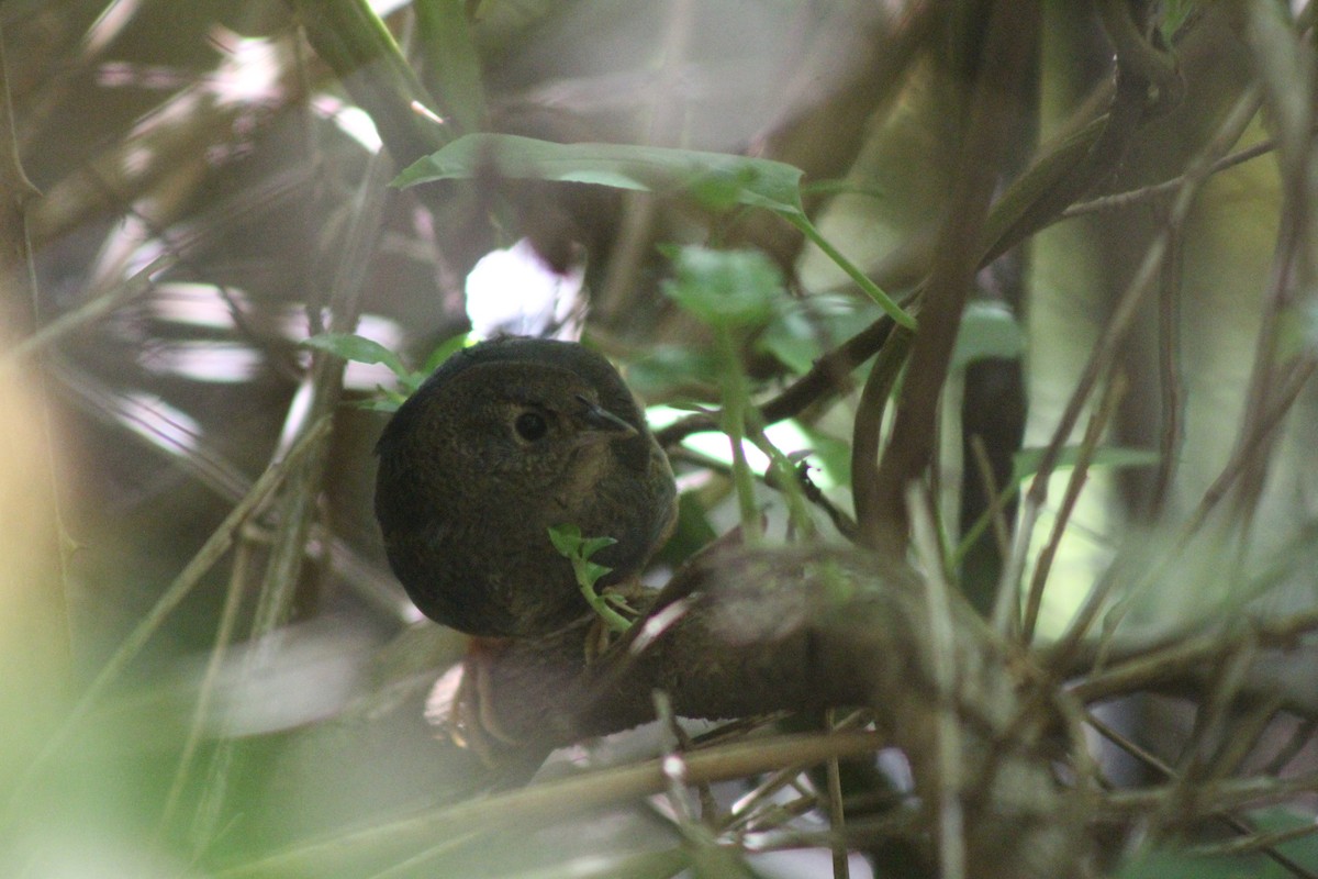 Ochre-flanked Tapaculo - ML614792550