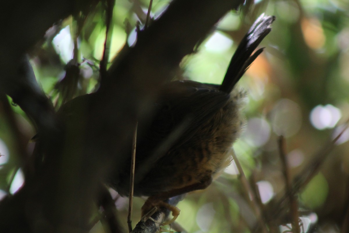Ochre-flanked Tapaculo - ML614792567