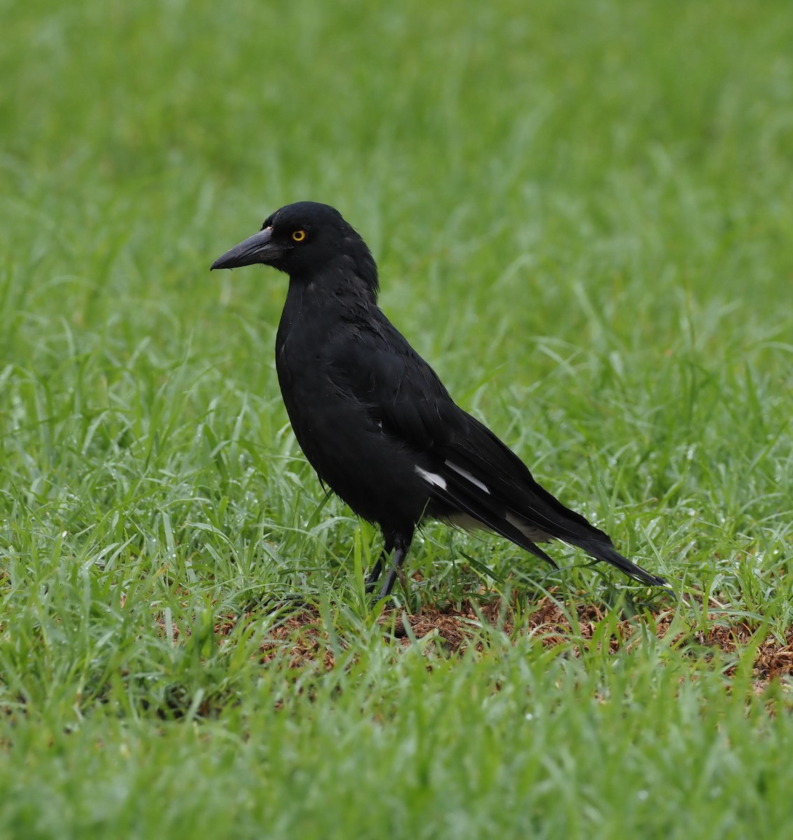 Pied Currawong - ML614792574