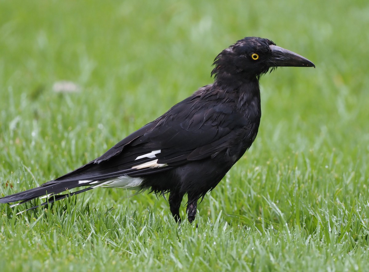 Pied Currawong - ML614792579