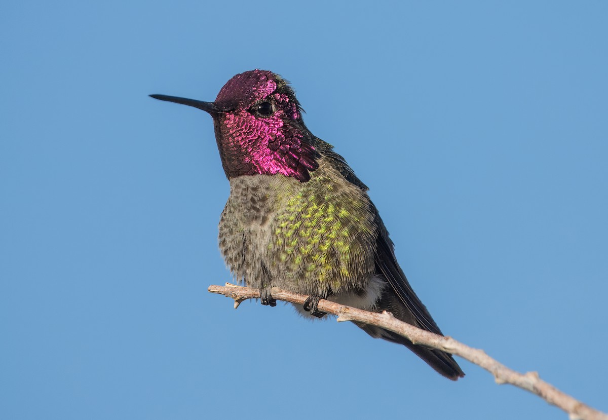 Anna's Hummingbird - ML614792618
