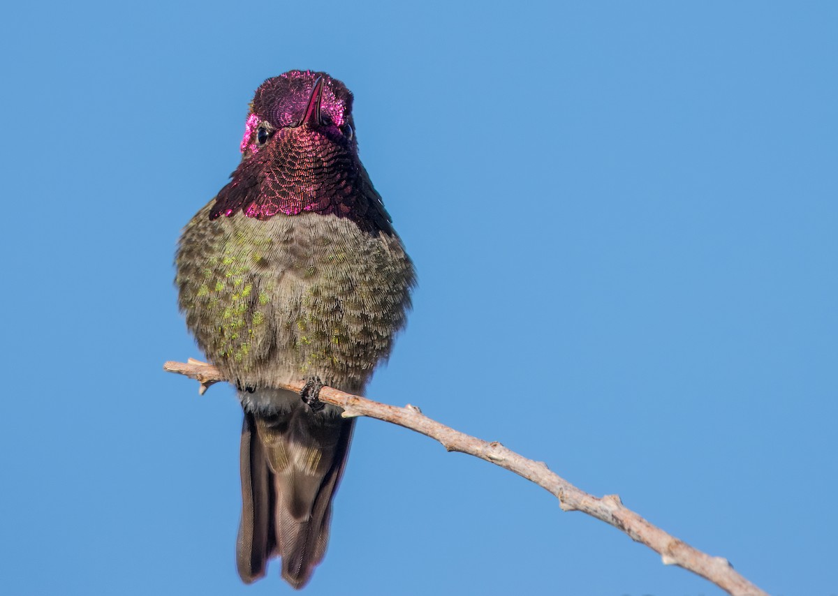Anna's Hummingbird - Daniel Ward