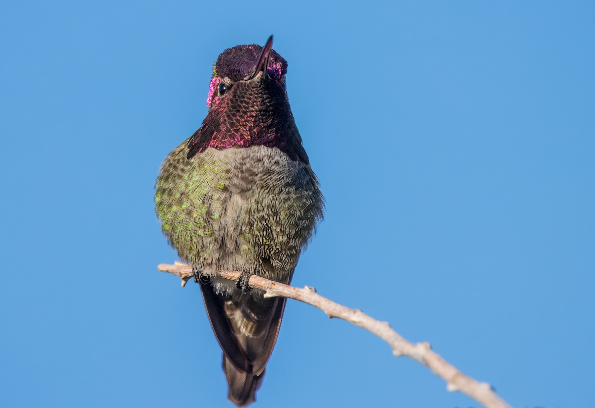 Anna's Hummingbird - Daniel Ward