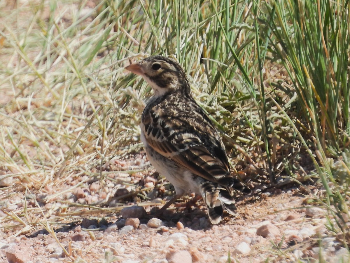 Thick-billed Longspur - ML614792659