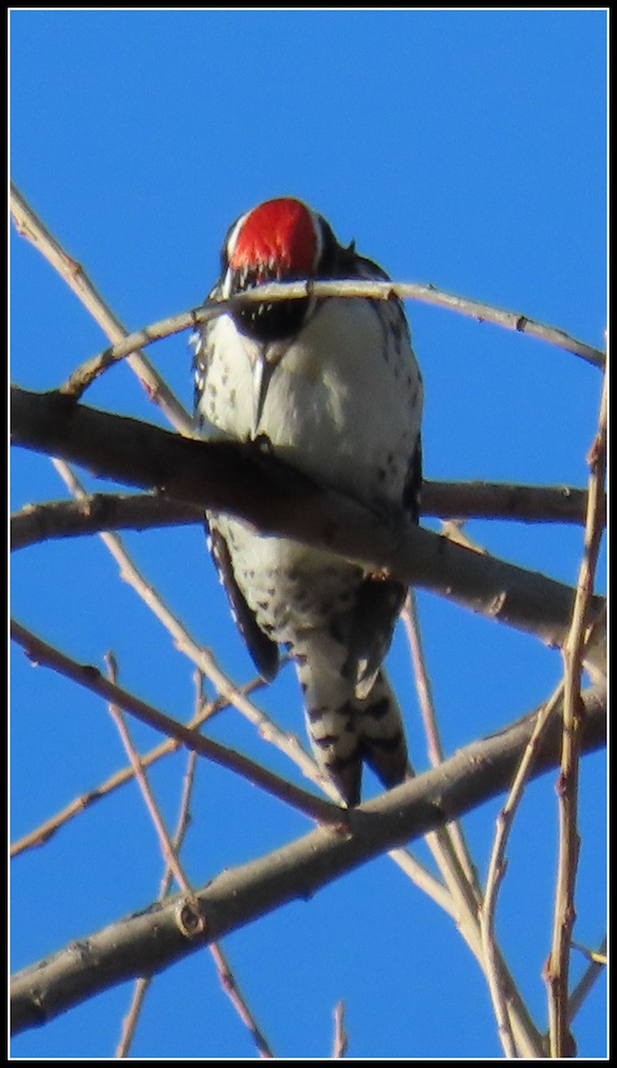 Nuttall's Woodpecker - ML614792862