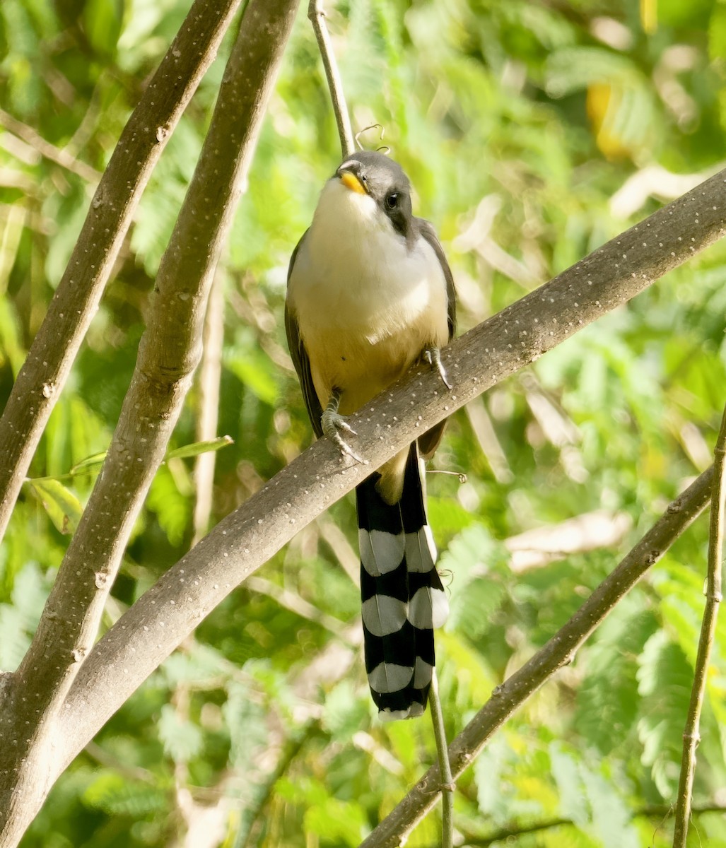 Mangrove Cuckoo - John Gregory