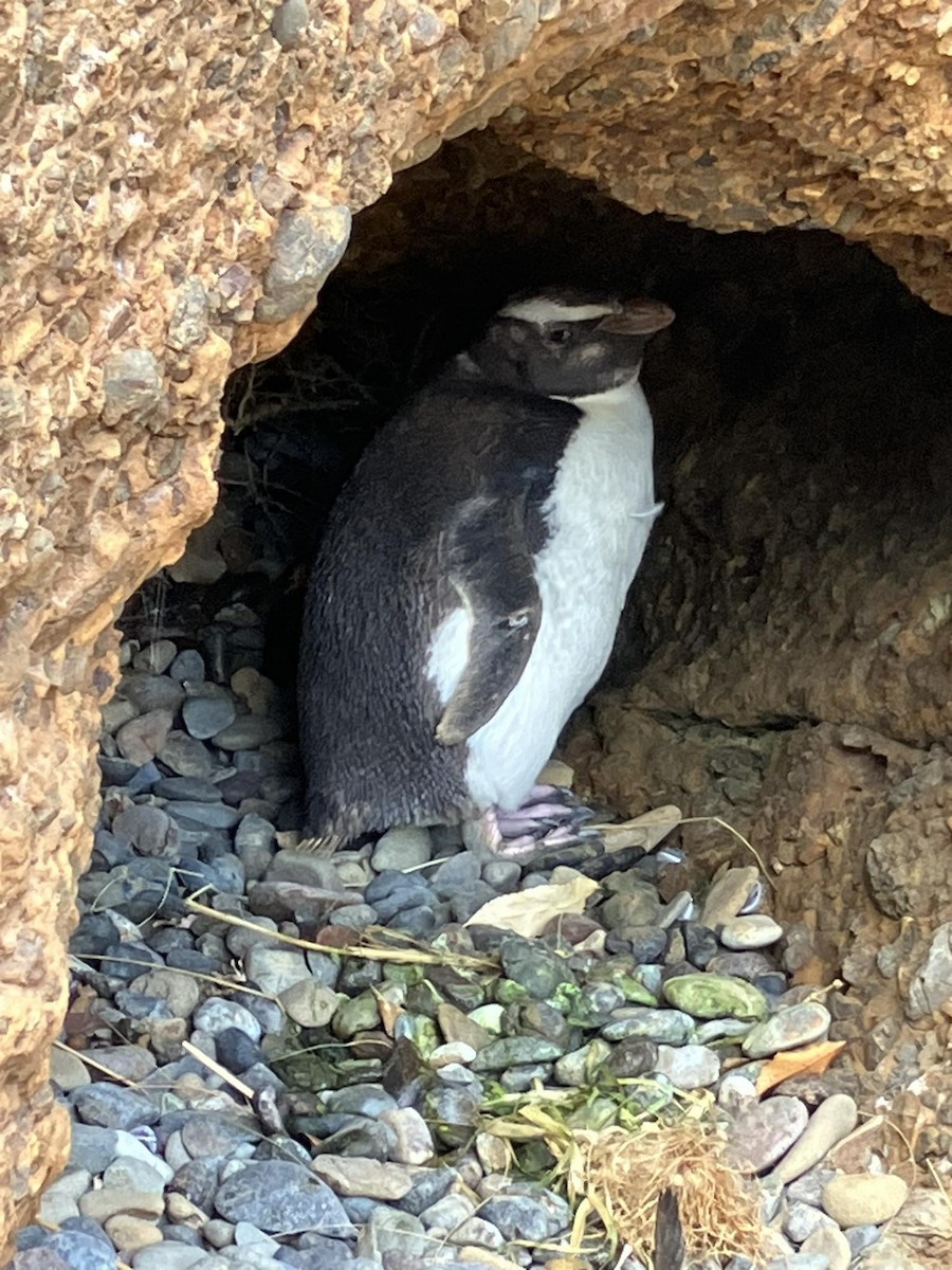 Fiordland Penguin - ML614793519
