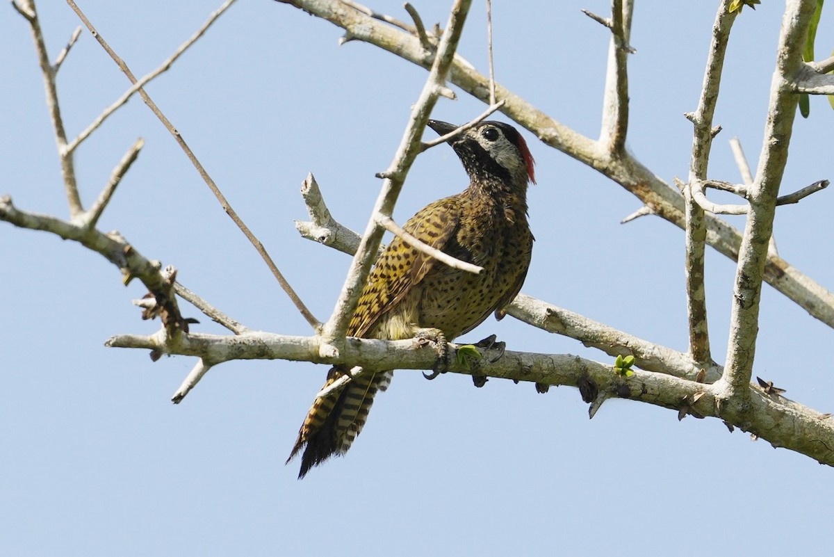 Spot-breasted Woodpecker - ML614793585