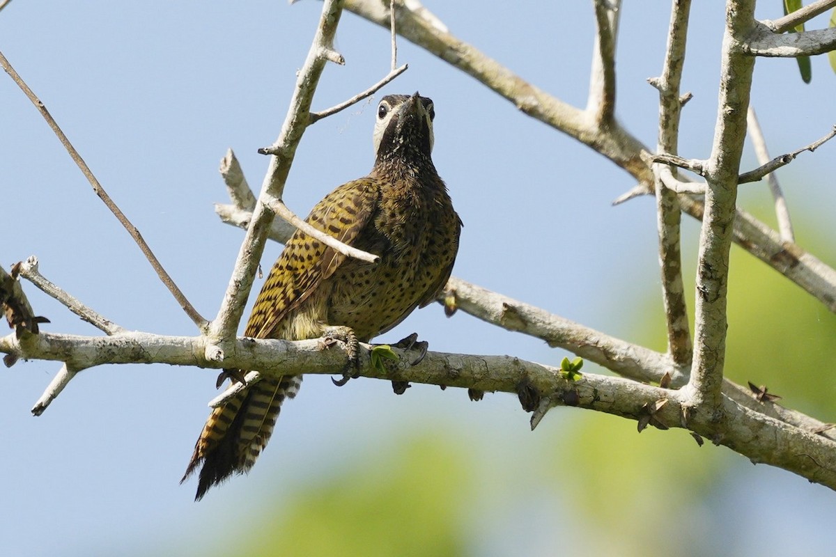Spot-breasted Woodpecker - ML614793586