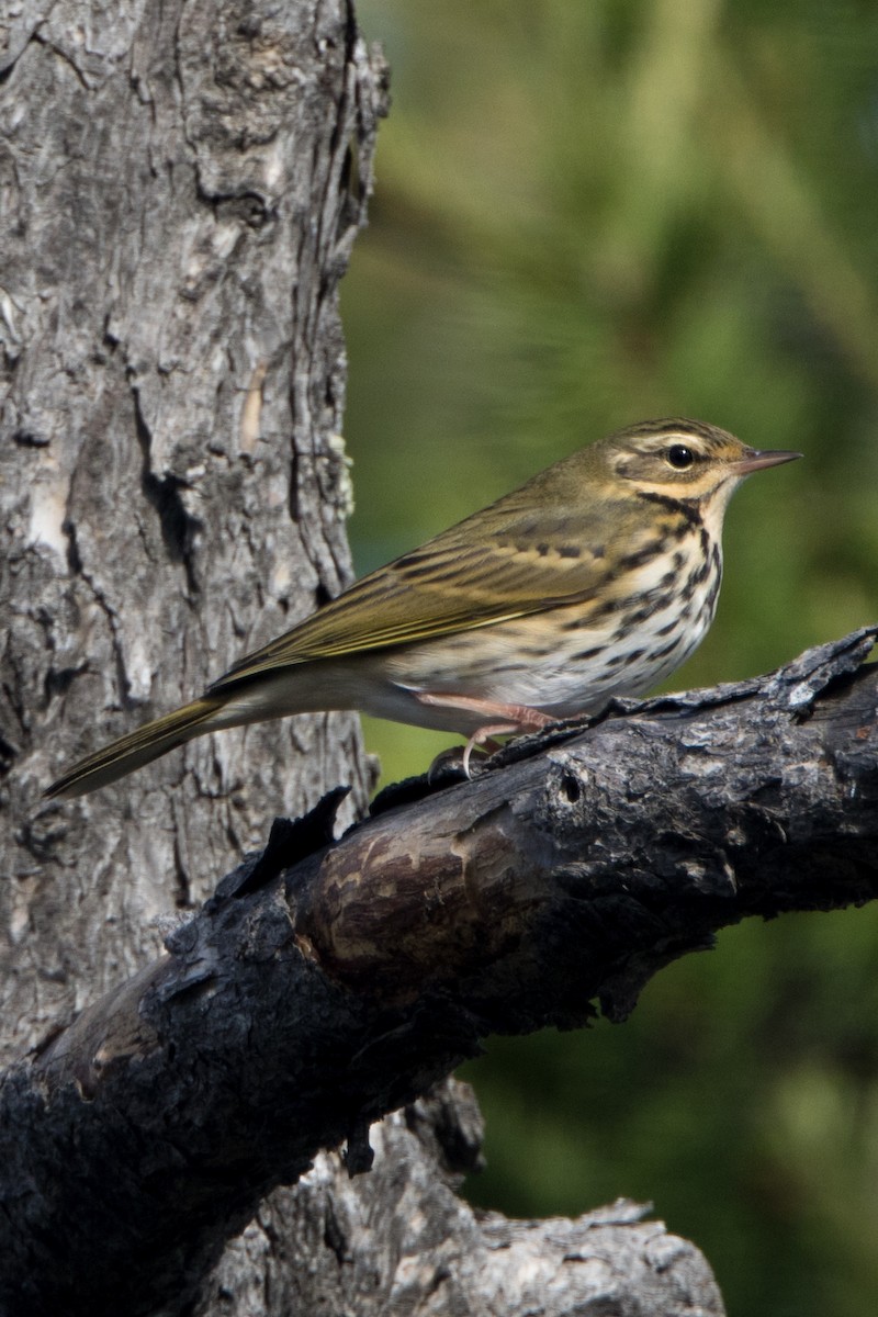 Olive-backed Pipit - ML614793690
