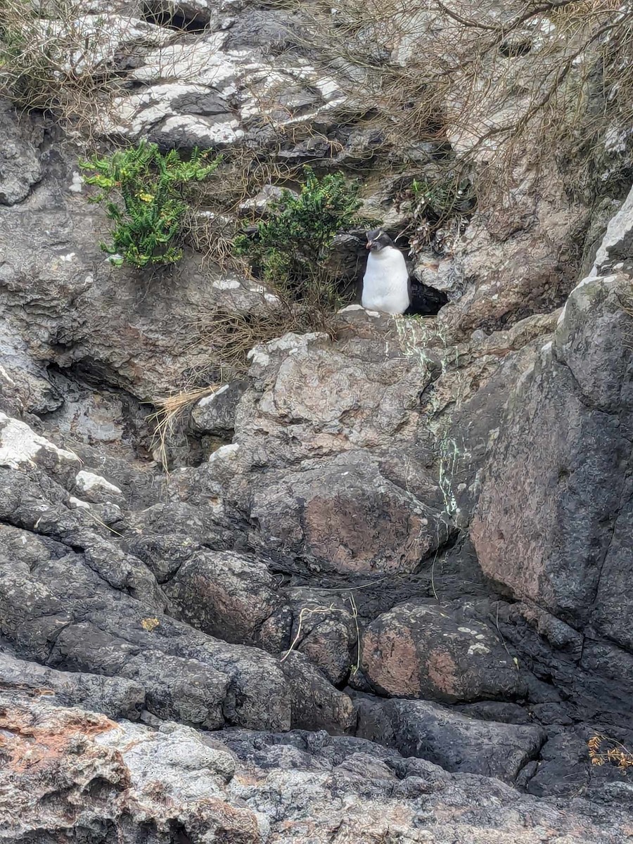 tučňák skalní (ssp. filholi) - ML614793895