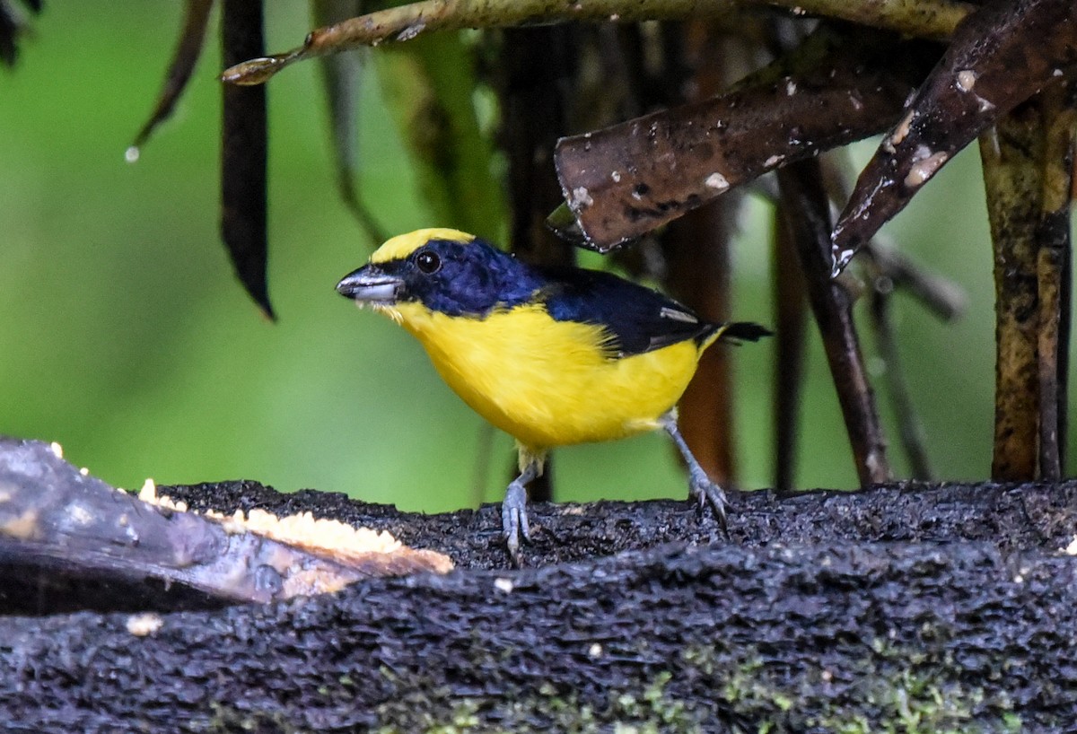 Thick-billed Euphonia (Thick-billed) - ML614794090