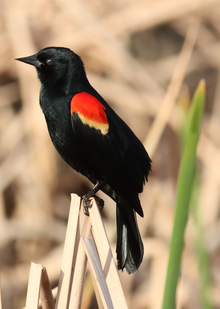 eBird Checklist - 11 Feb 2024 - Jacksonville Park (Mayport), Kathryn ...