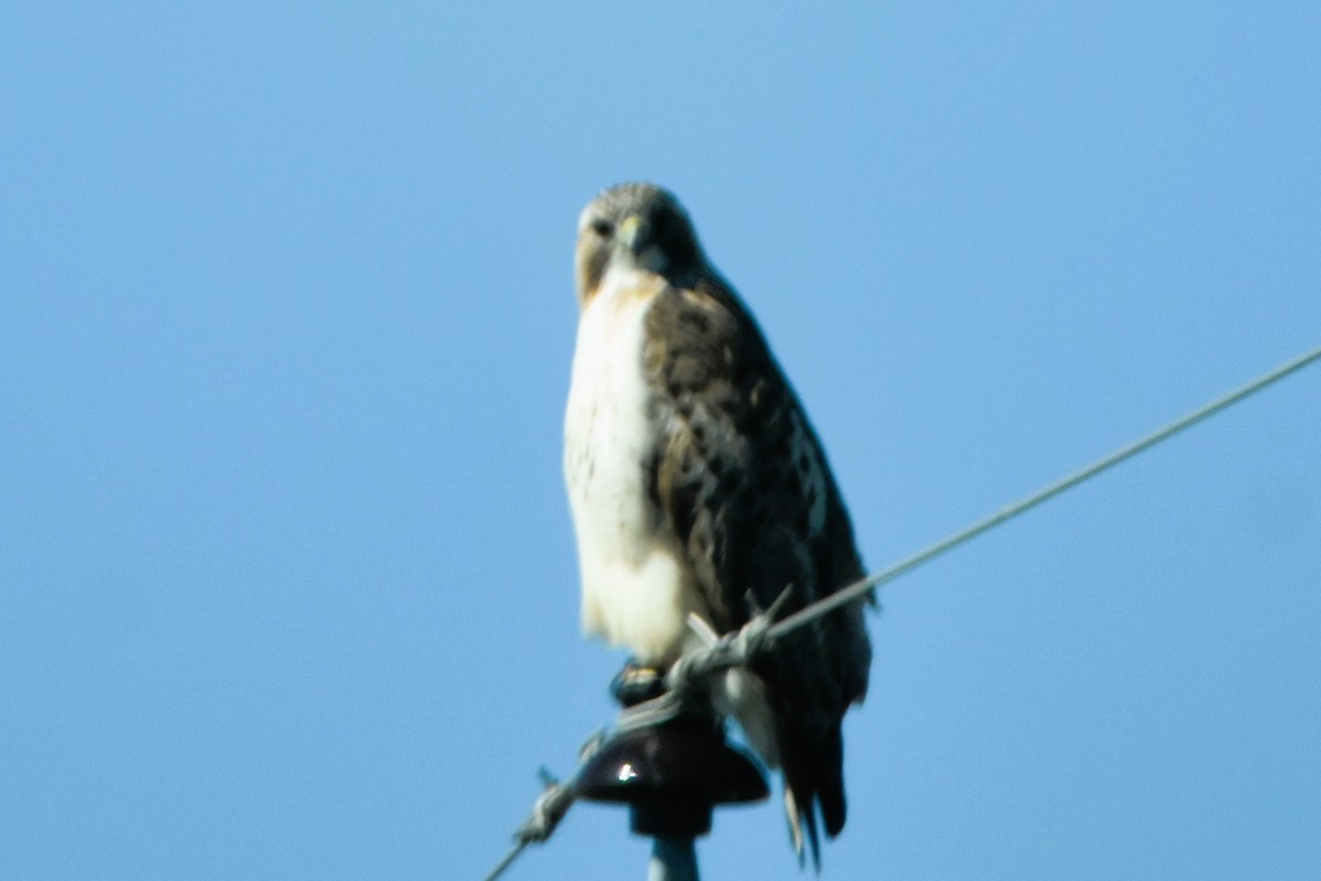 Red-tailed Hawk - ML614794144