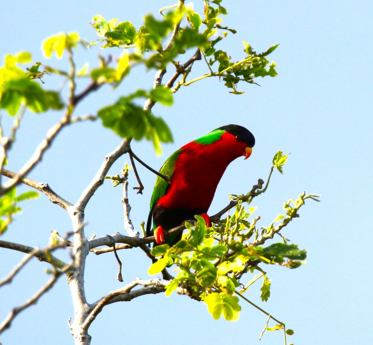 Collared Lory - Lucie Tremblay