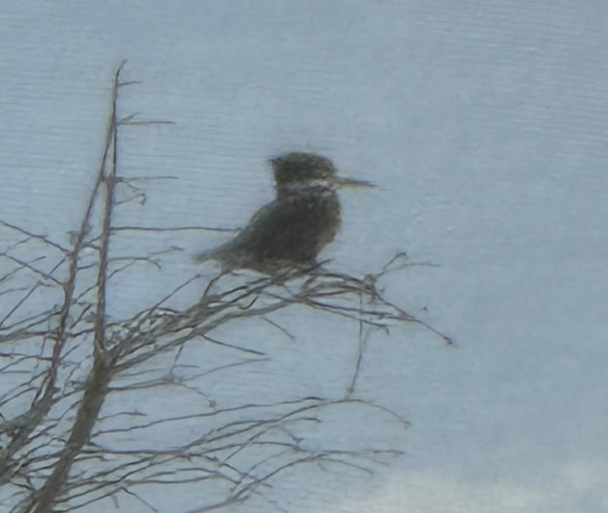Belted Kingfisher - ML614794195