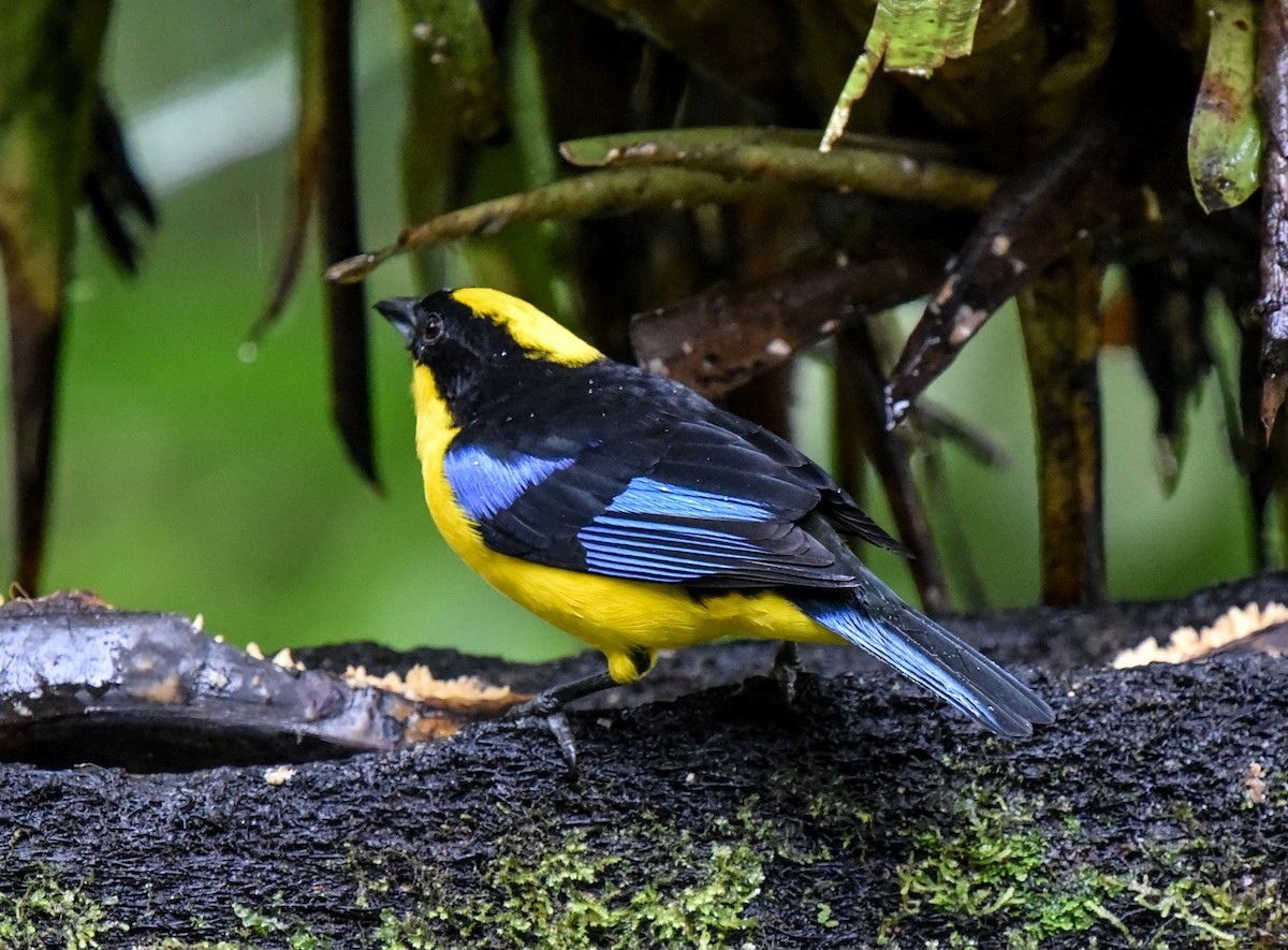 Blue-winged Mountain Tanager (Blue-winged) - Bruce Wedderburn