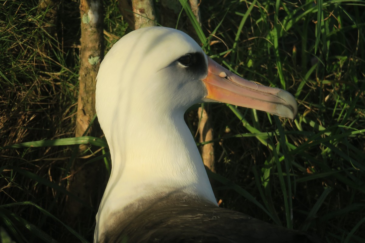 albatros laysanský - ML614795104