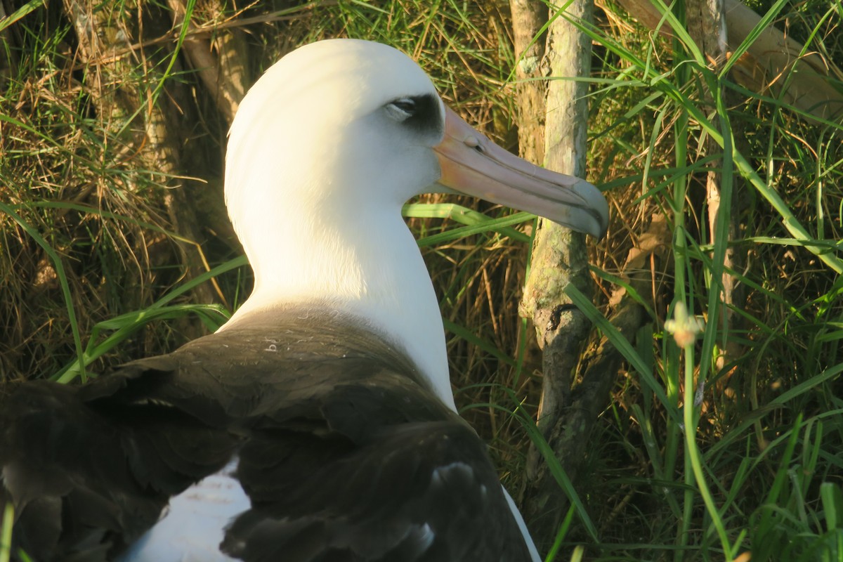 albatros laysanský - ML614795107