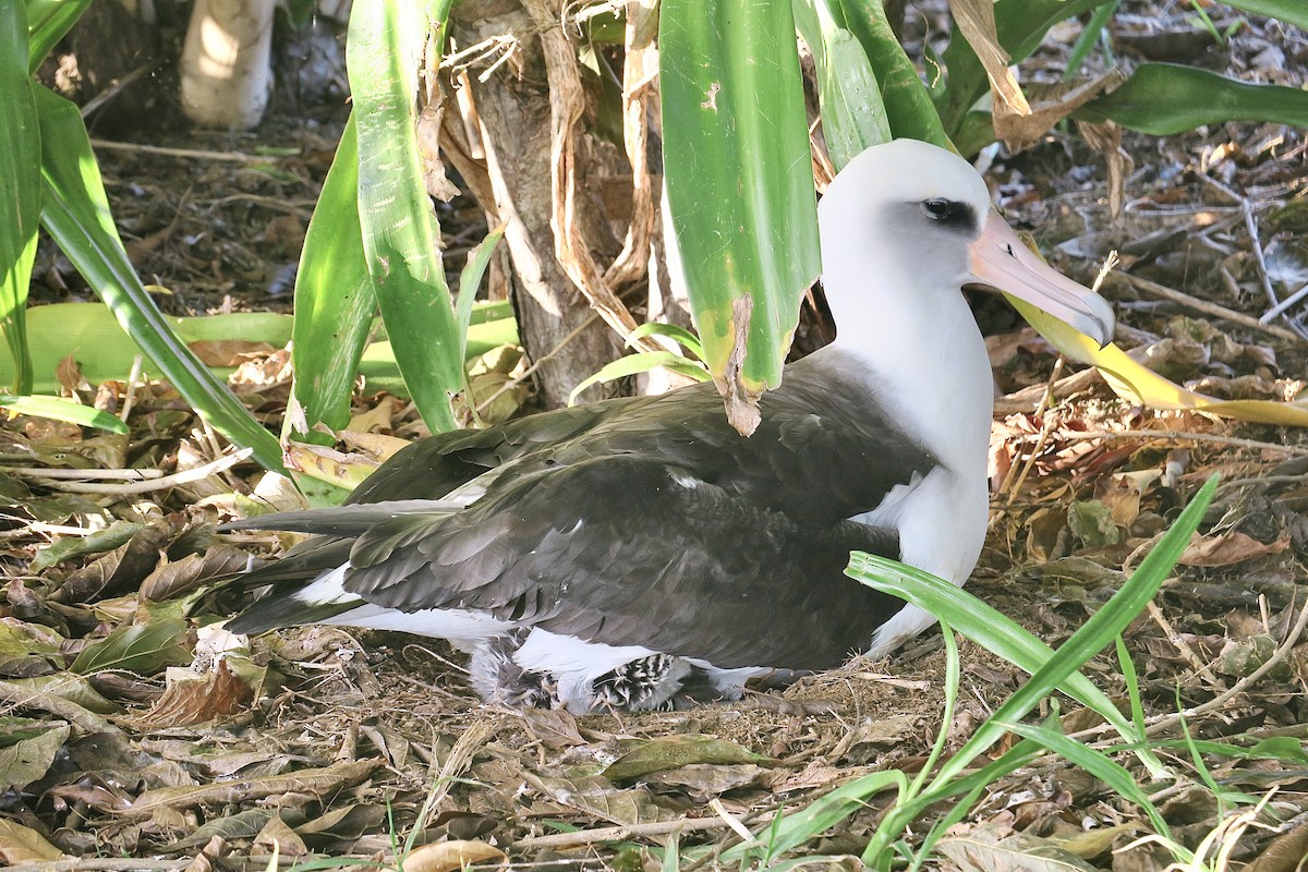 albatros laysanský - ML614795108