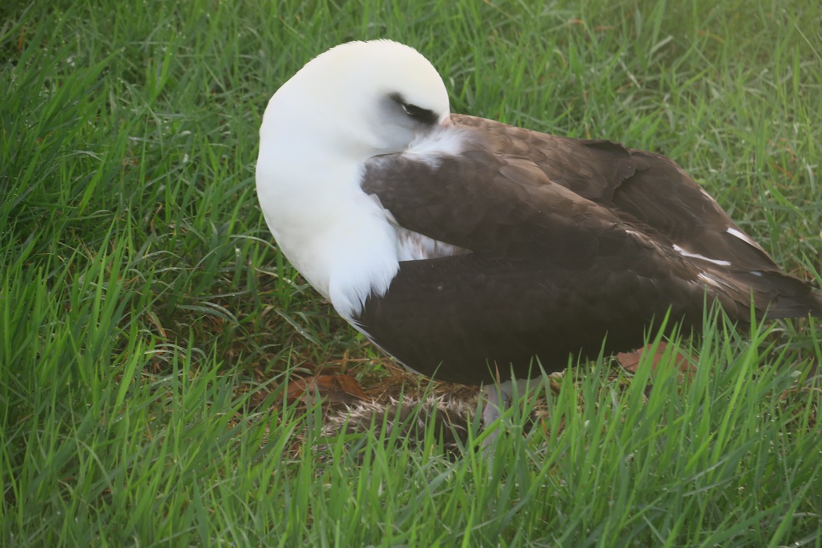 albatros laysanský - ML614795116
