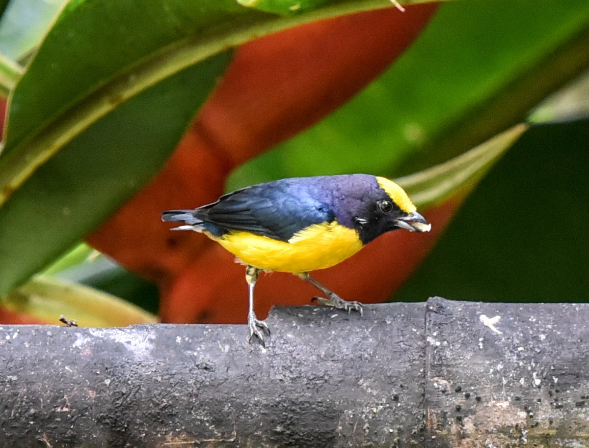 Thick-billed Euphonia (Thick-billed) - ML614795142
