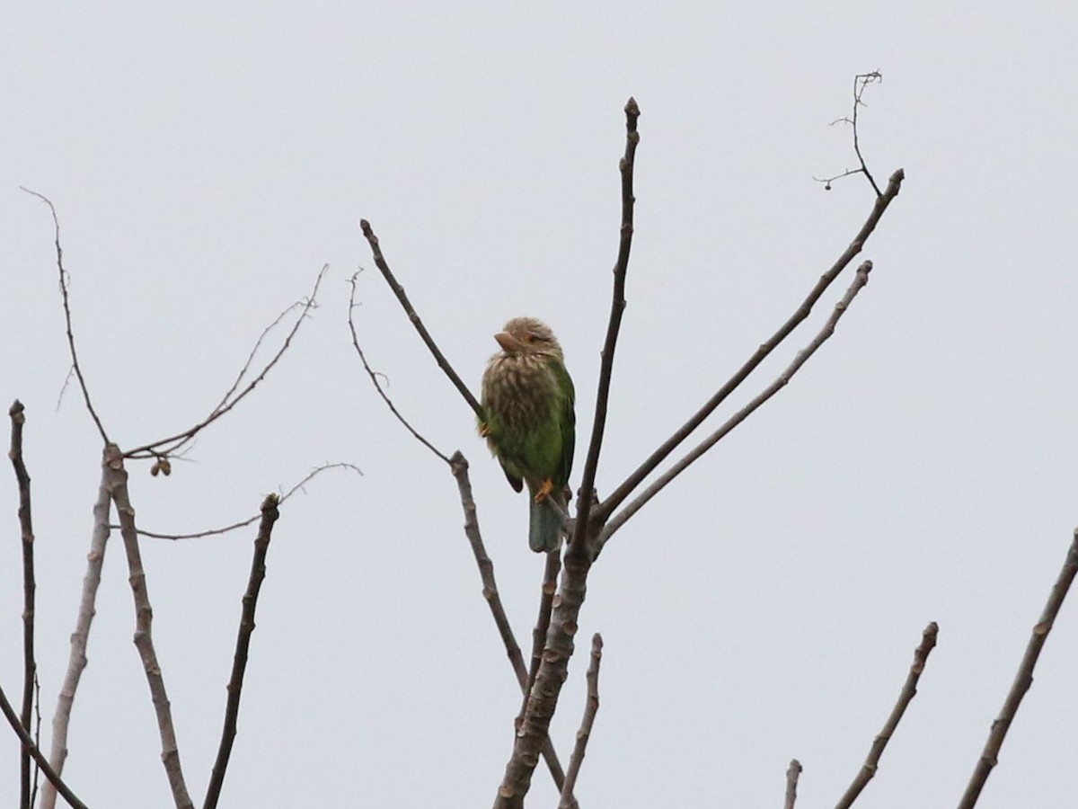Lineated Barbet - ML614795288