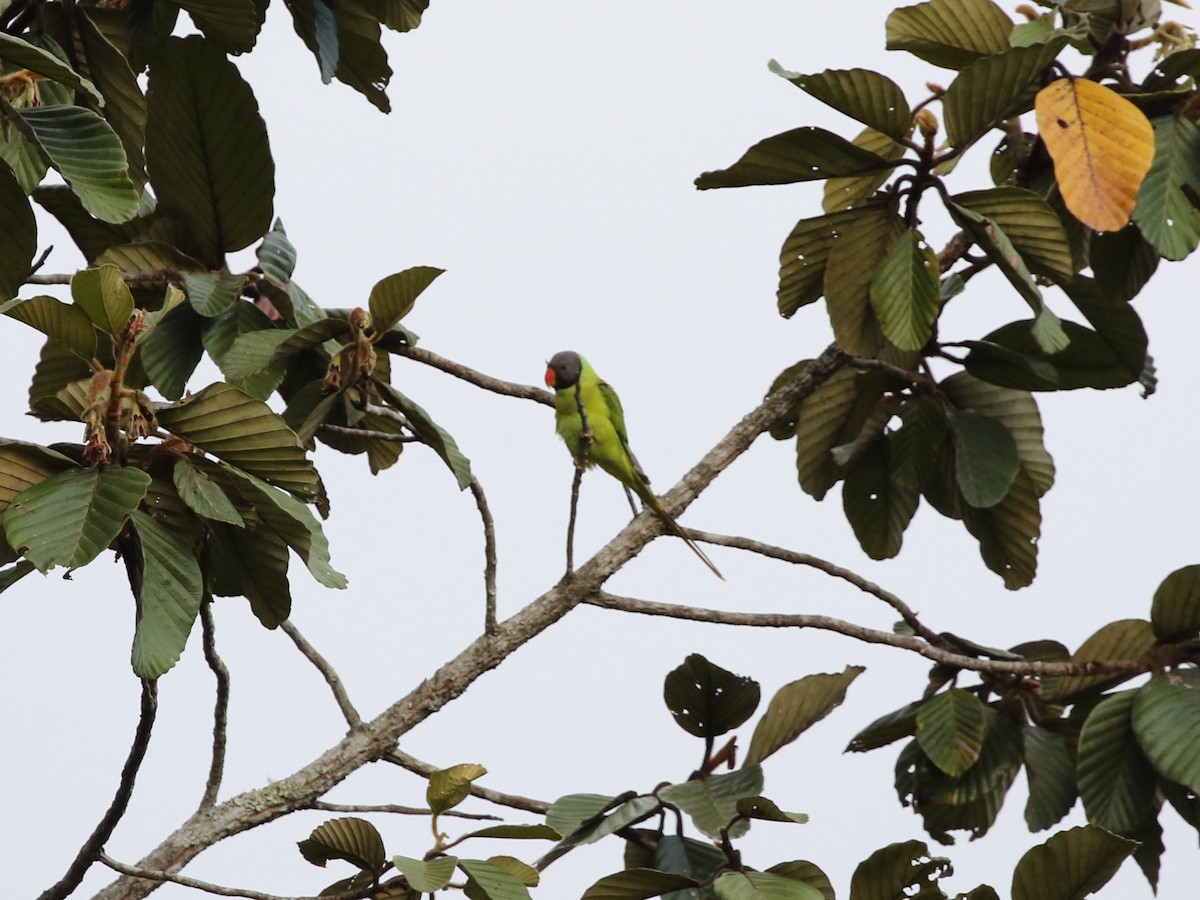 Gray-headed Parakeet - ML614795559