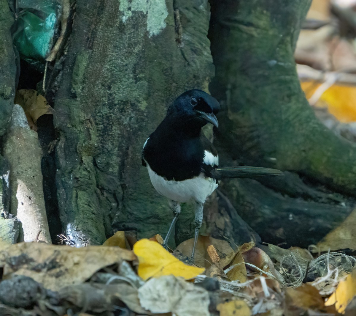 Philippine Magpie-Robin - Kevin Pearce