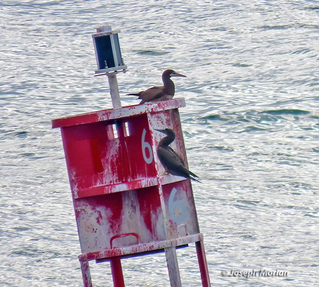 Brown Booby - ML614795676