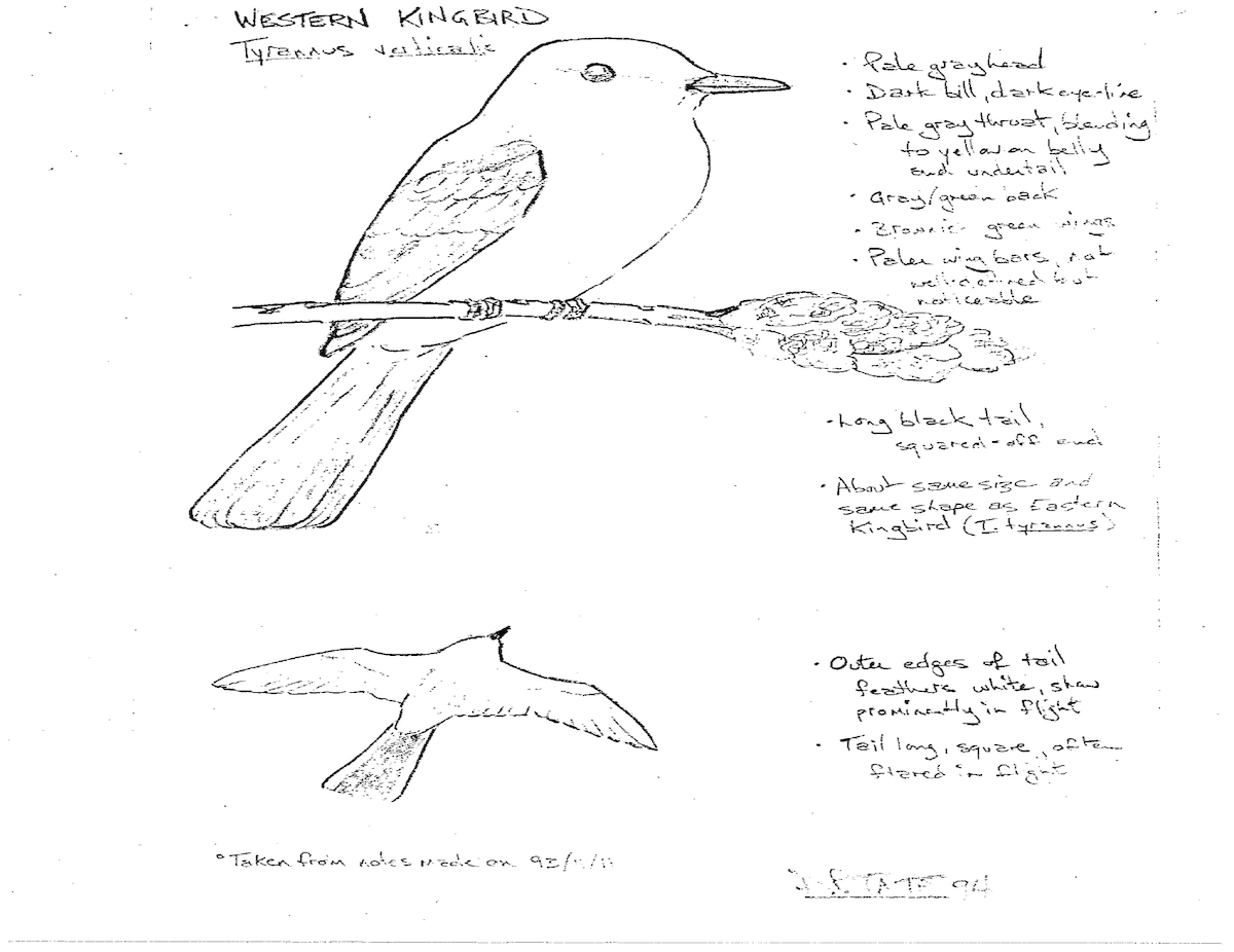 Western Kingbird - Muskoka Bird Records Data