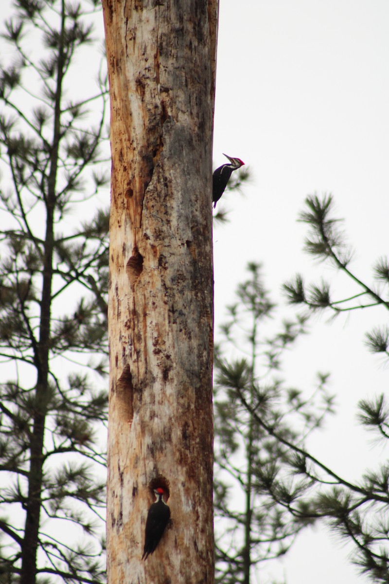 Pileated Woodpecker - ML614795770