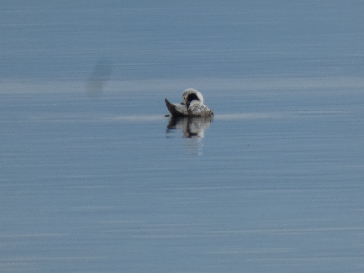 Long-tailed Duck - ML614795826